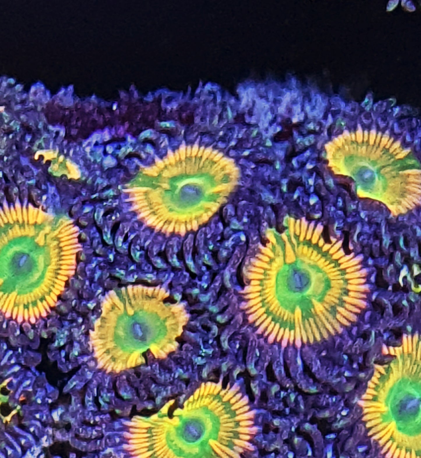 Zoanthids ("Sunny Delight")