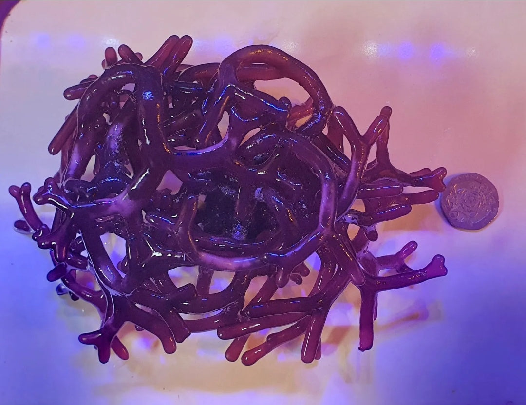 Macro algae : Rhodopeltis spp