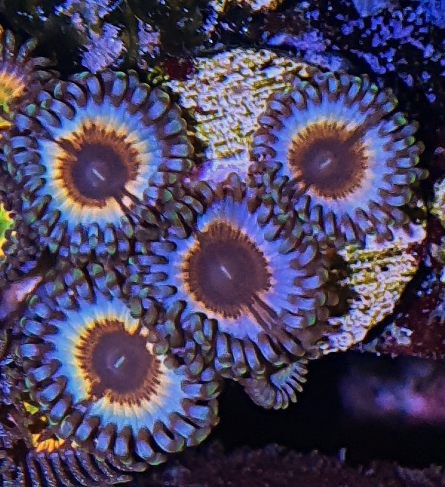 Zoanthids ("Sonic Flare")