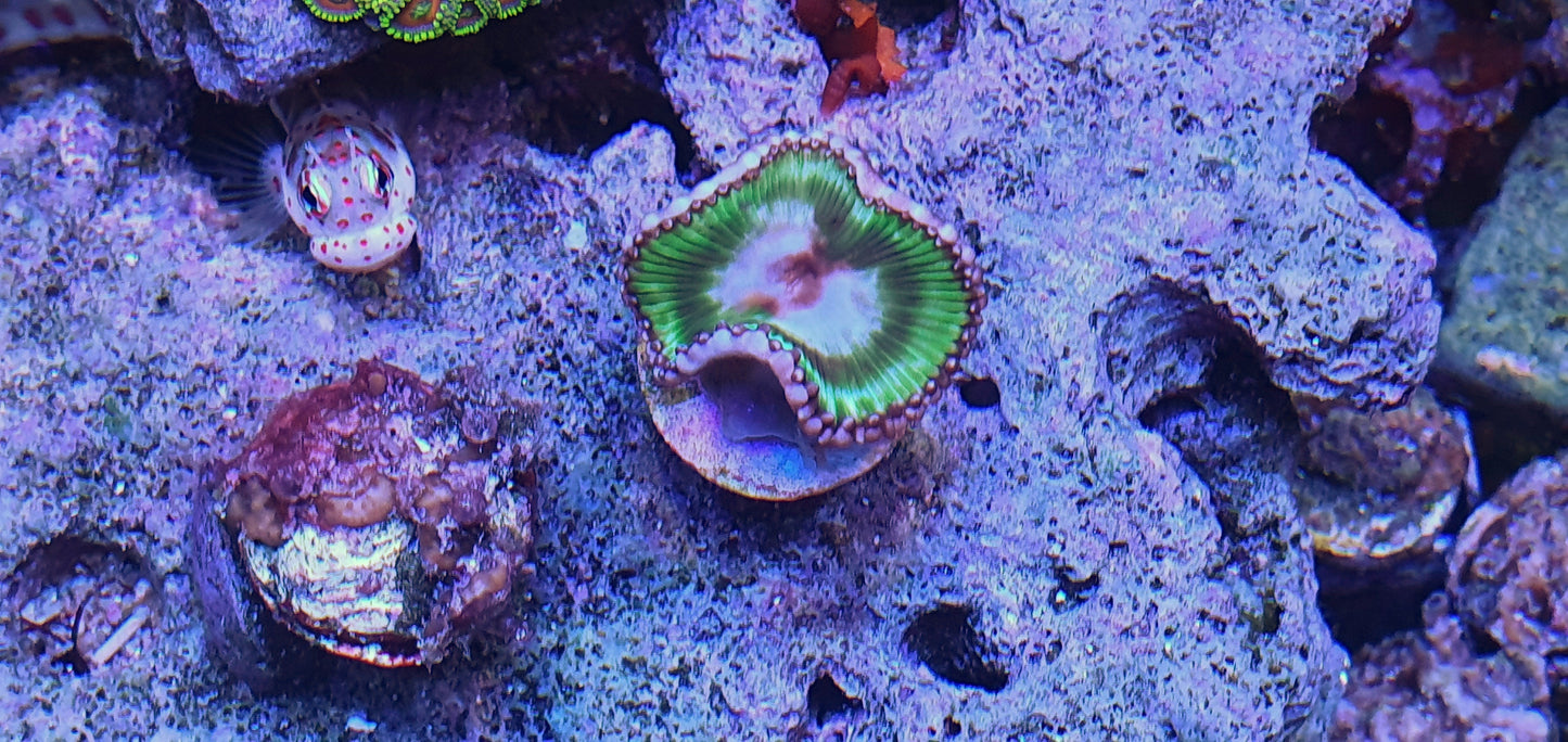 Palythoa grandis ("Psychadelic")