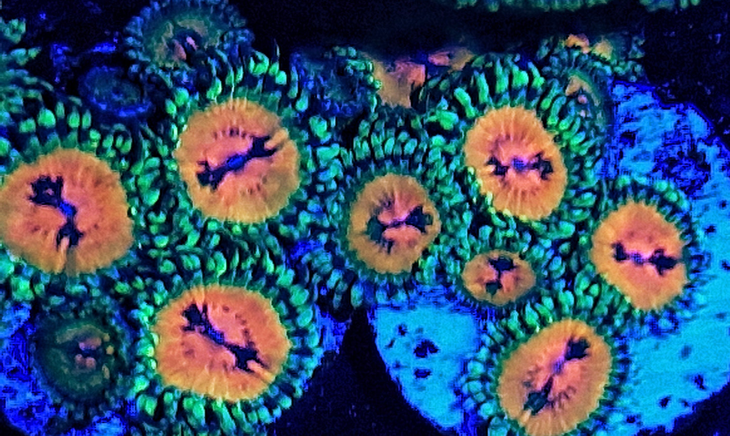 Zoanthid ("Bowtie blaster")