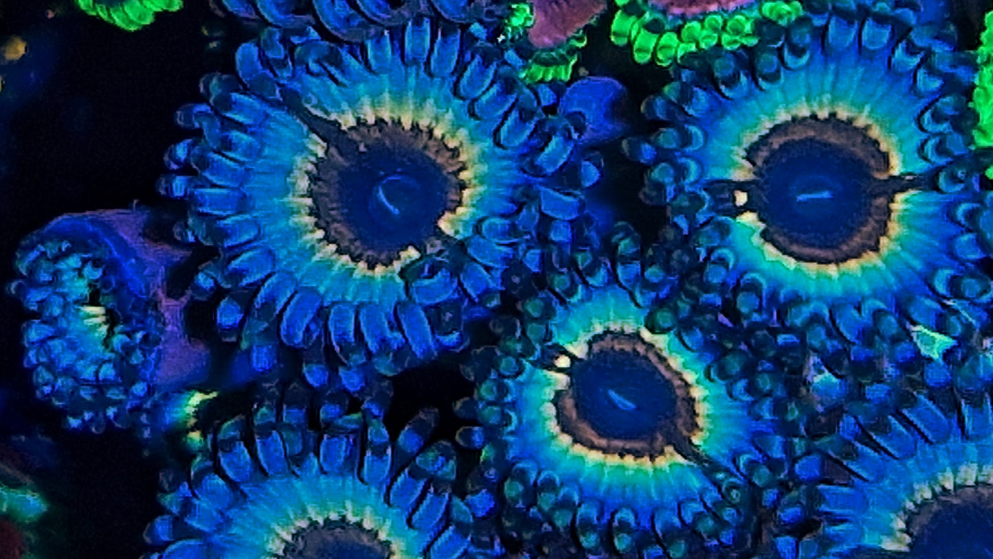 Zoanthids ("Sonic Flare")
