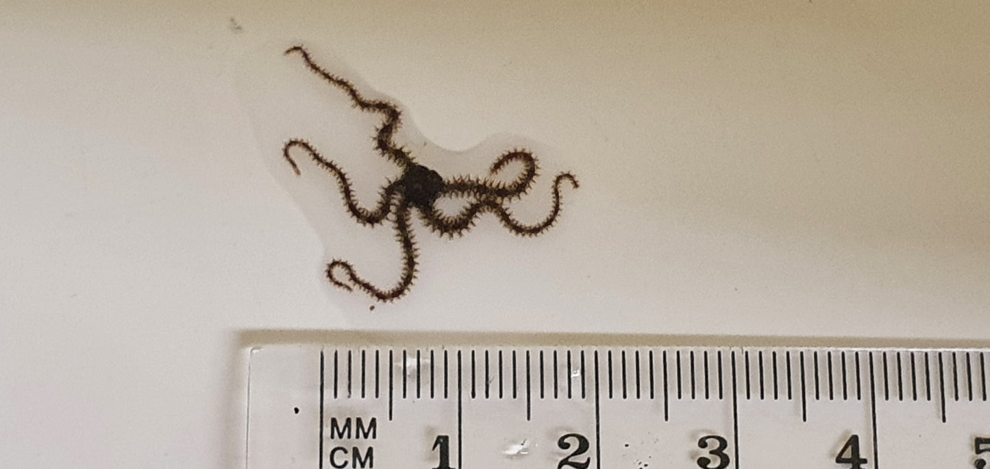 Micro Brittlestars - Ophiocoma pumila (Banded brittlestar)