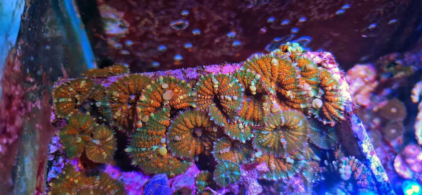 Rhodactis mushroom bounce vesicles' ("Forest fire, bounce rhodactis")
