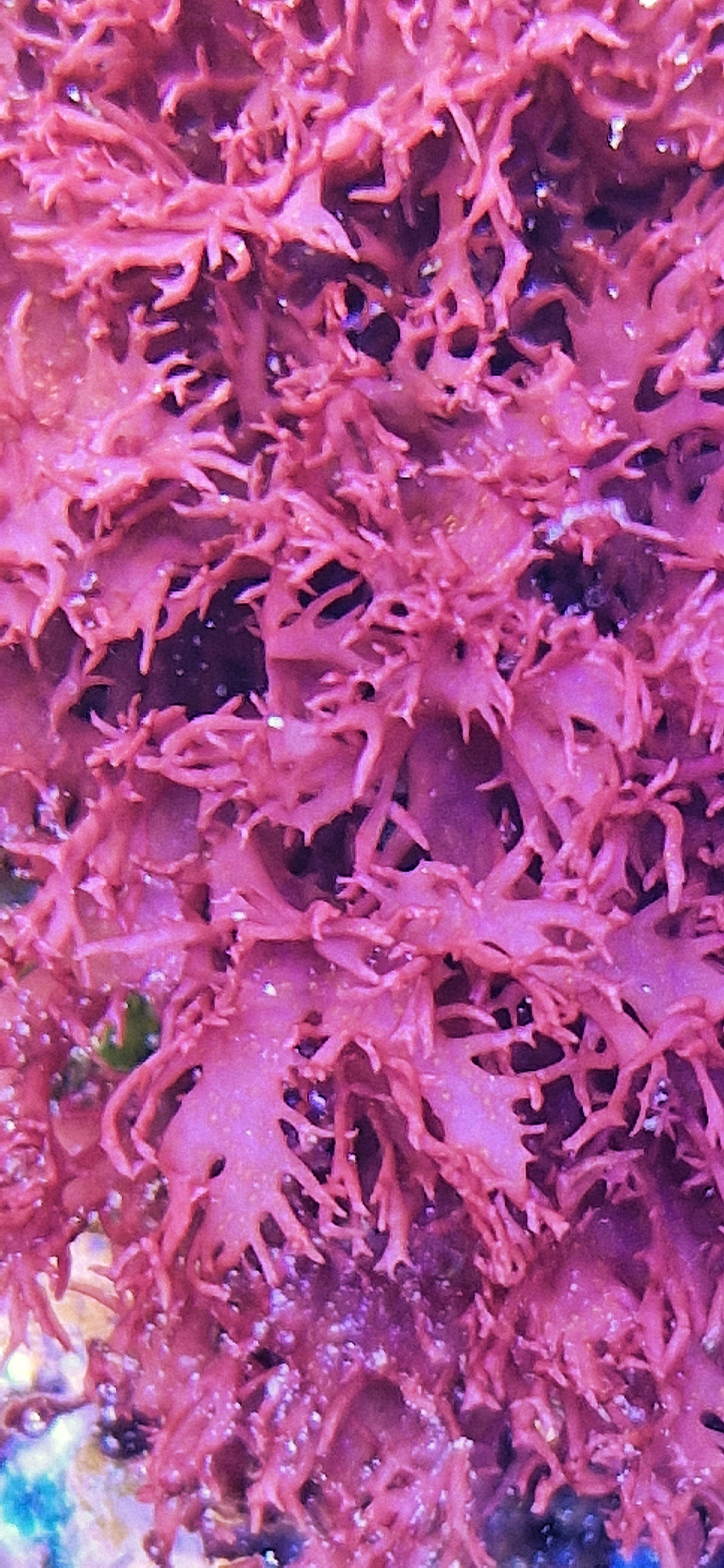 Macro algae : Halymenia formosa