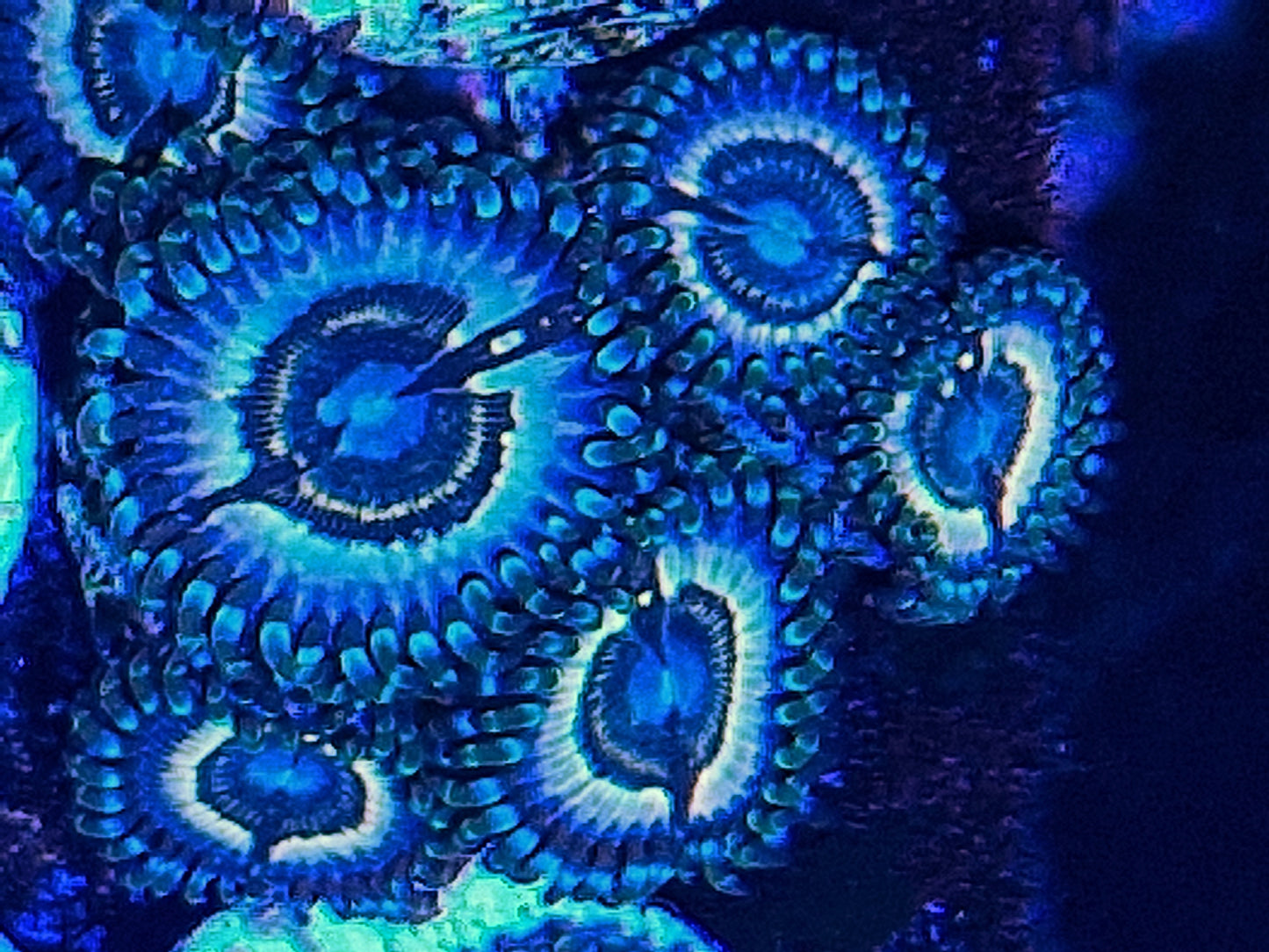 Zoanthids ("Petroglyphs")