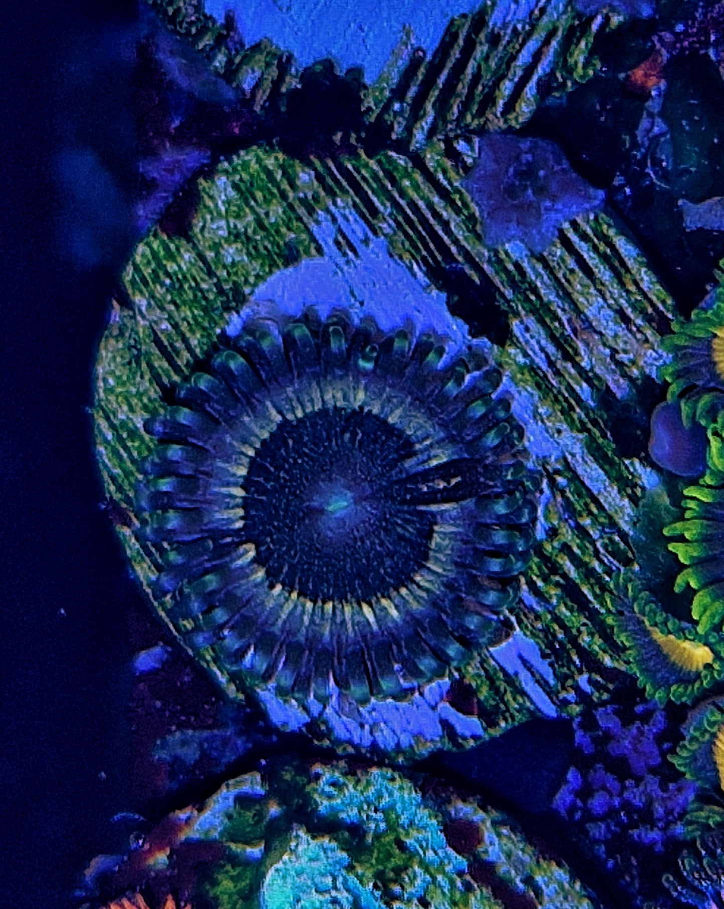 Zoanthids ("Petroglyphs")