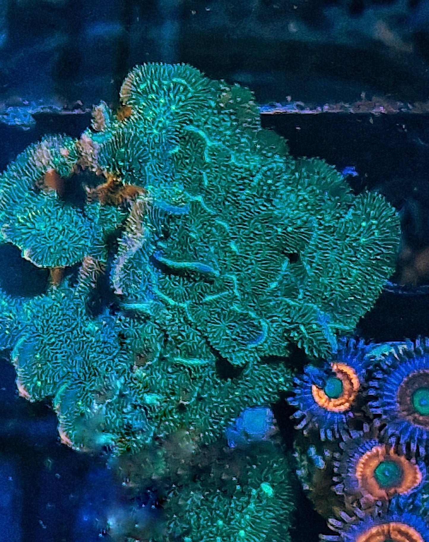 Pavona ("Cactus pavona")