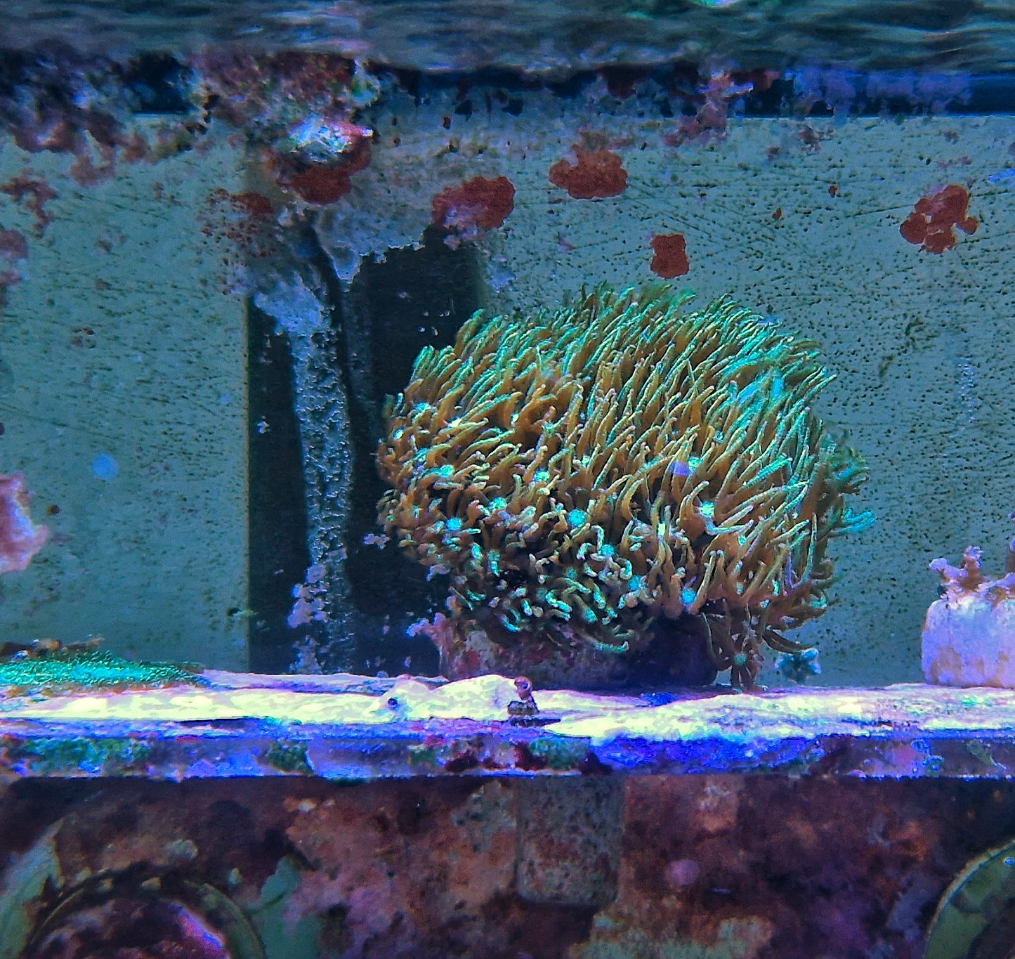 Briareum spp. ("Long lash, semi branching green star polyps")