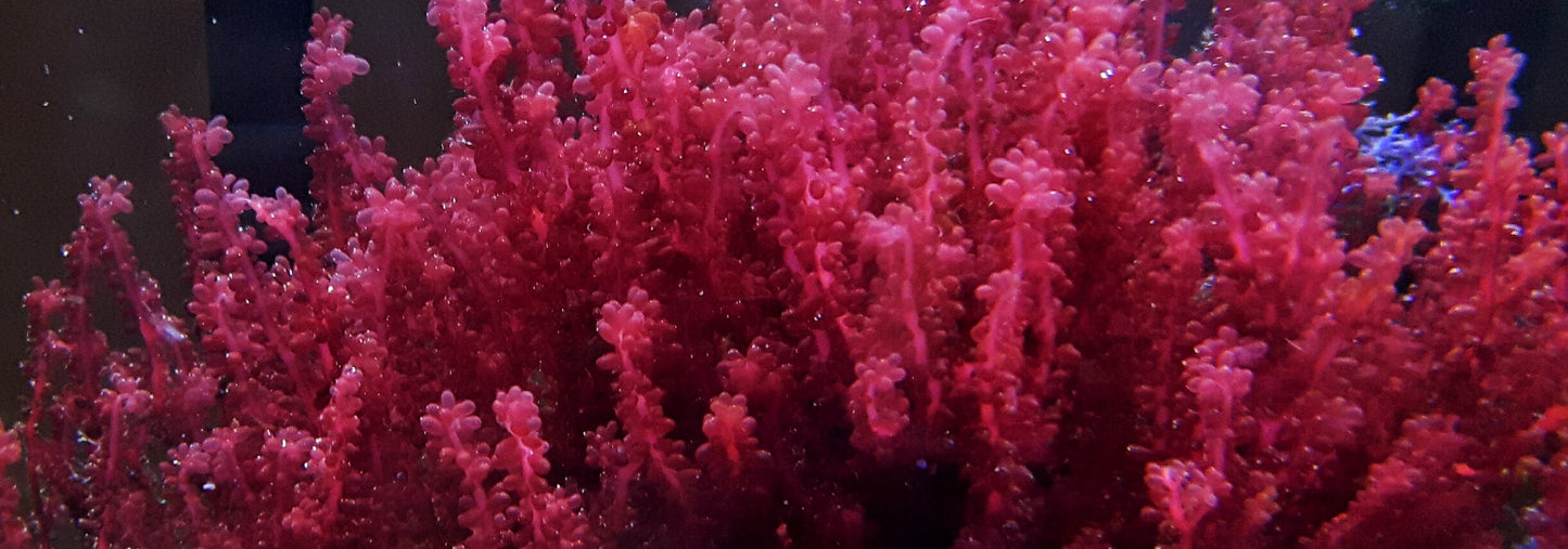 Macro algae : Botryocladia uvaria