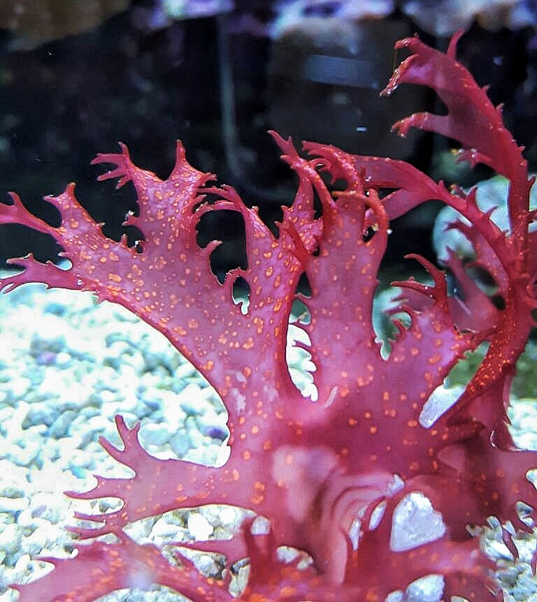 Macro algae : Halymenia formosa