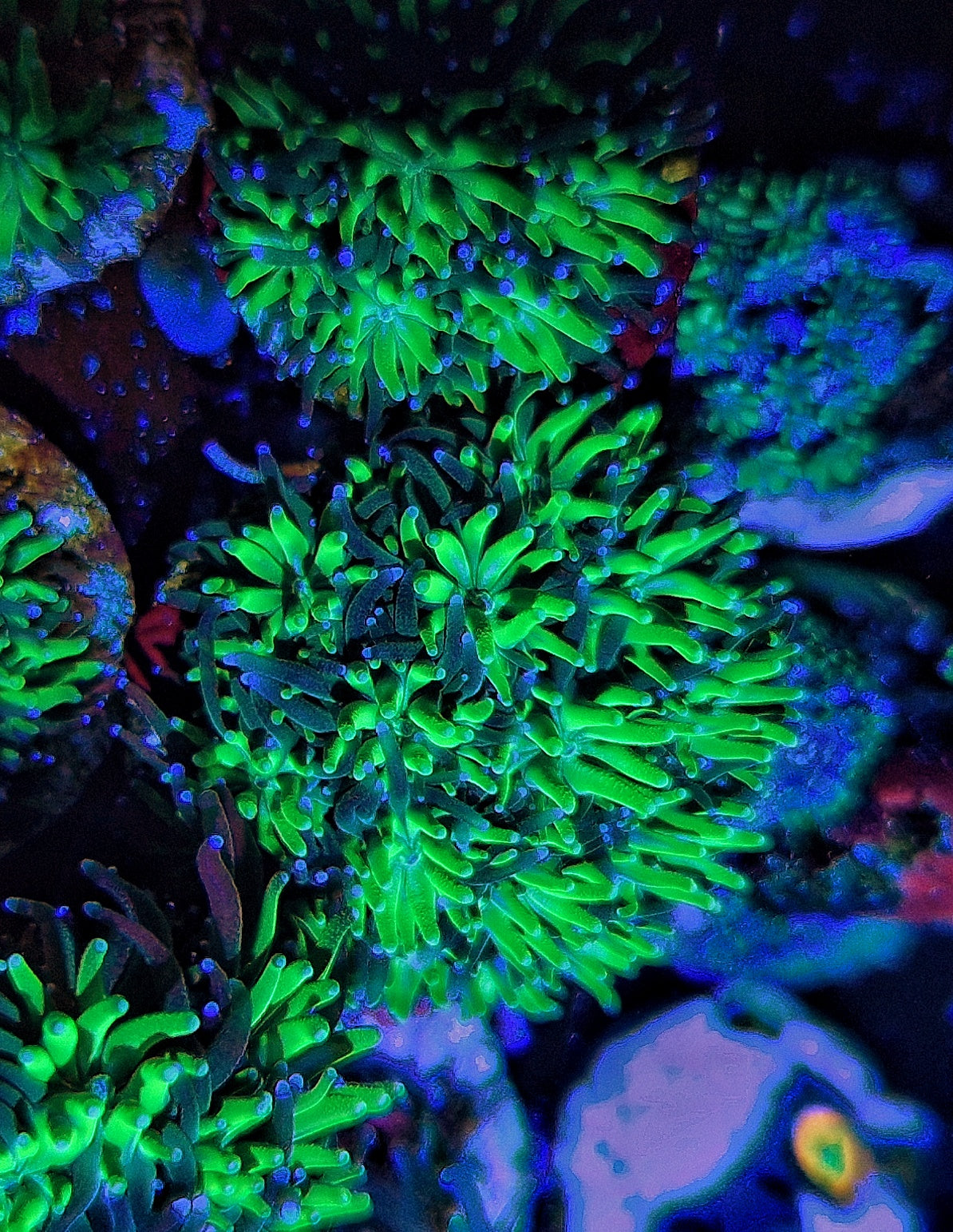 Galaxea ("Purple and green")