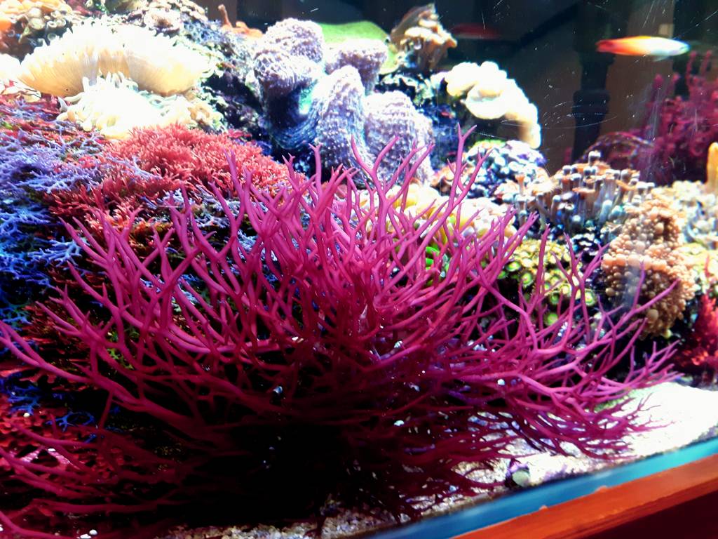 Macro algae : Sarconema filiforme