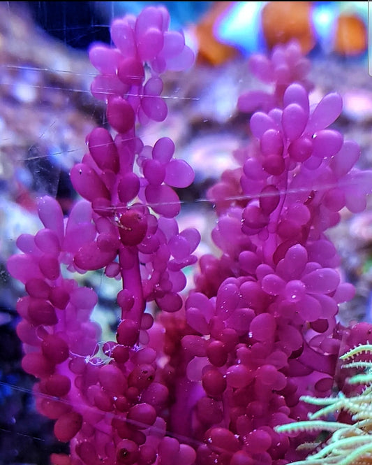 Macro algae : Botryocladia uvaria