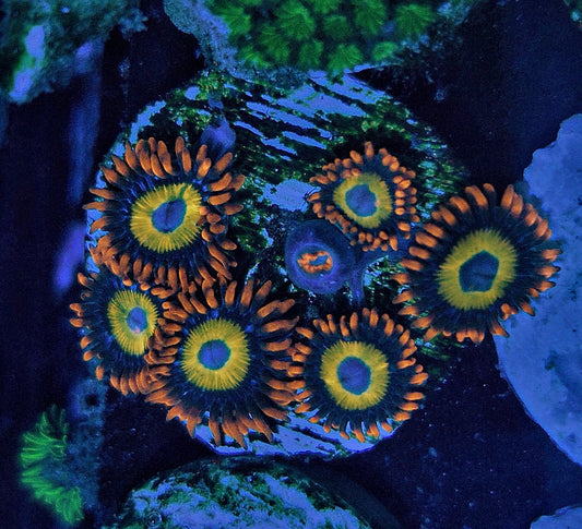 Zoanthids ("Blonde Blue eyed zoas BBEB")
