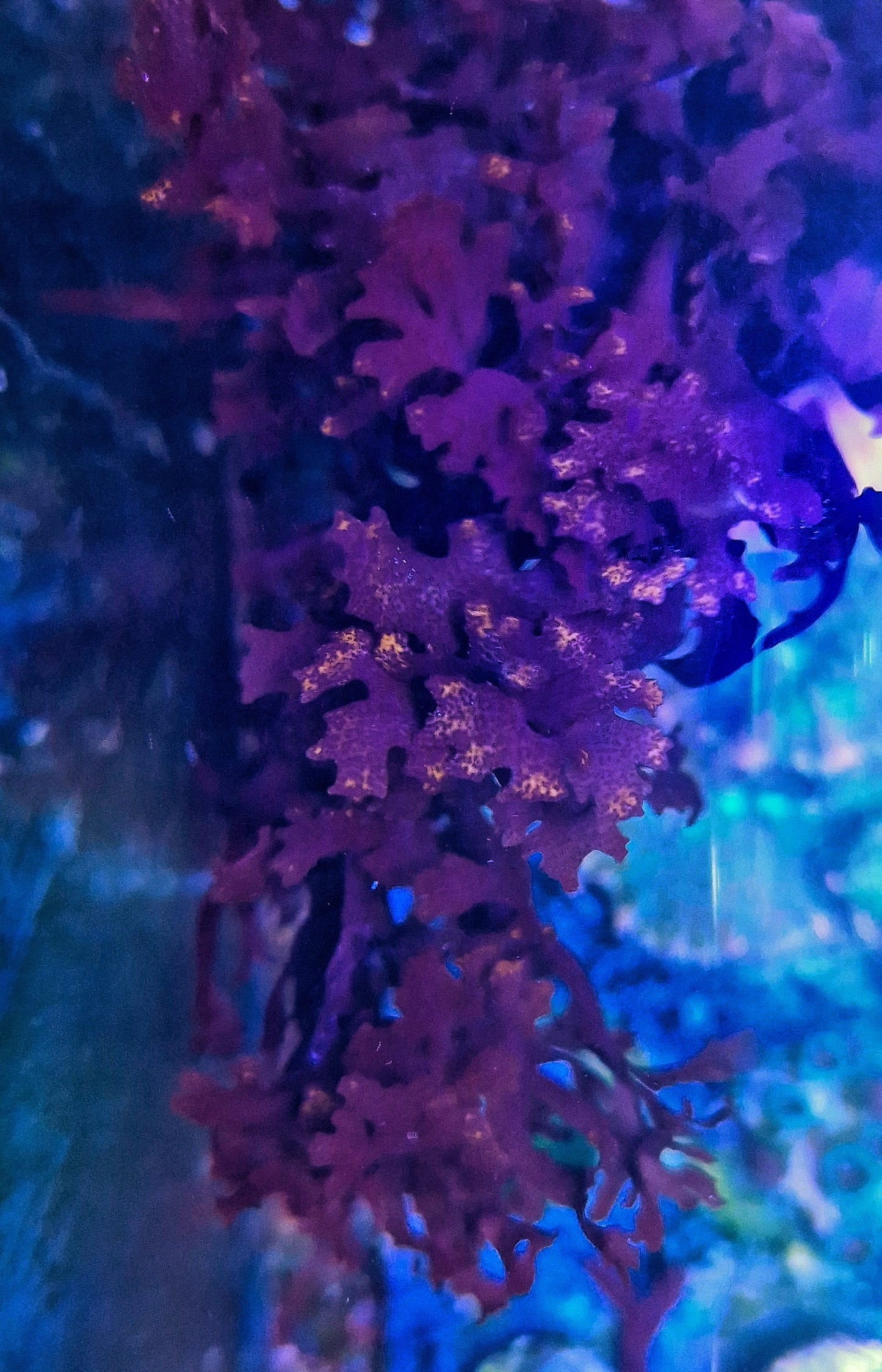 Macro algae : Halymenia maculata