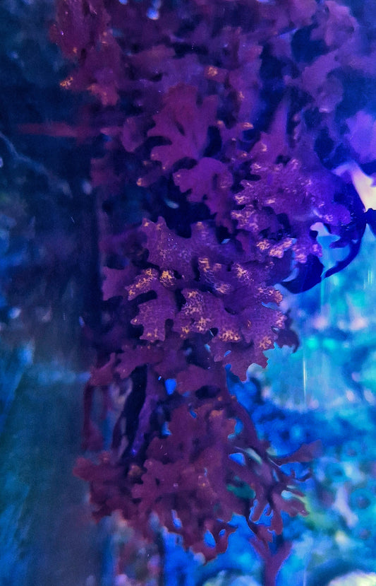 Macro algae : Halymenia maculata