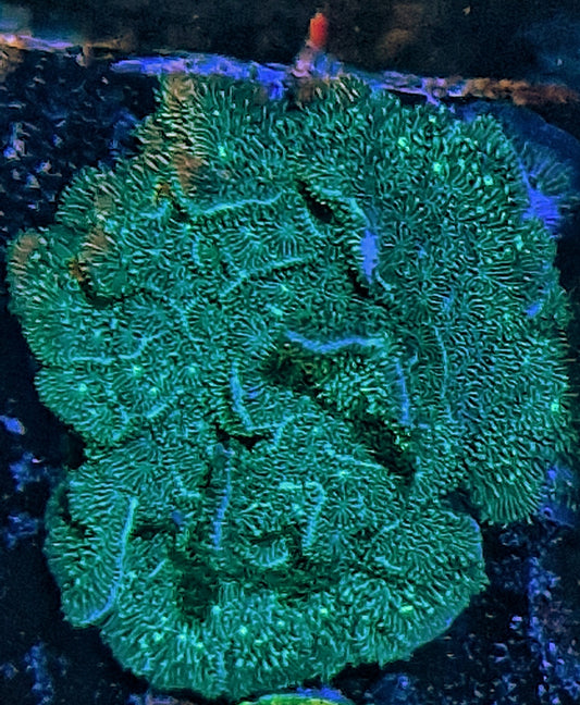 Pavona ("Cactus pavona")