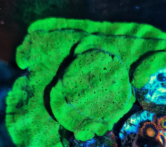 Leptoseris ("Oilslick")