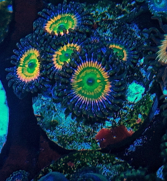 Zoanthids ("Sunny Delight")
