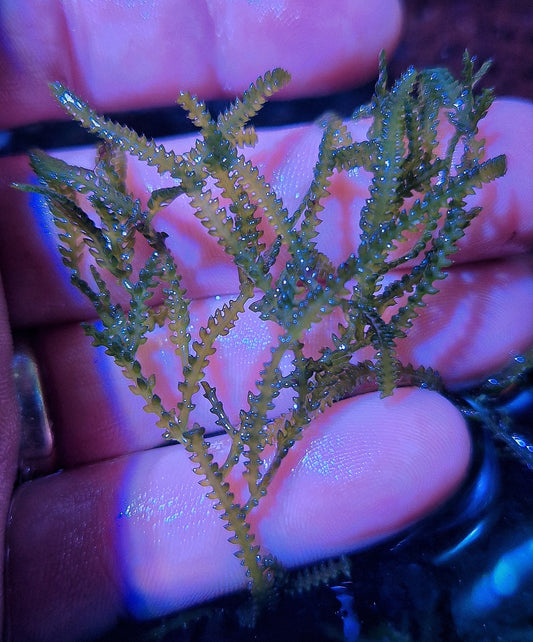 Macro algae : Caulerpa cupressoides Var. Urvilleana