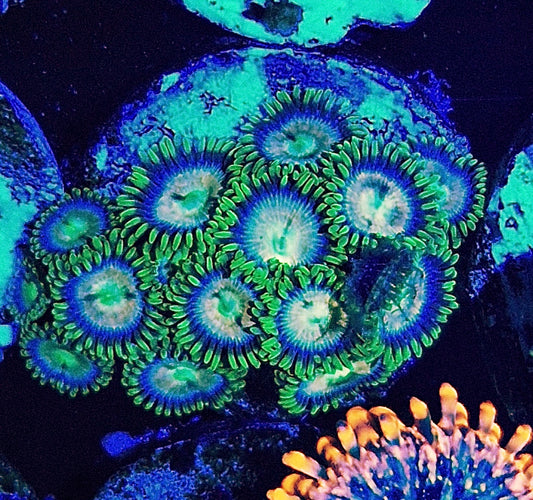 Zoanthids ("Laser Lemon")