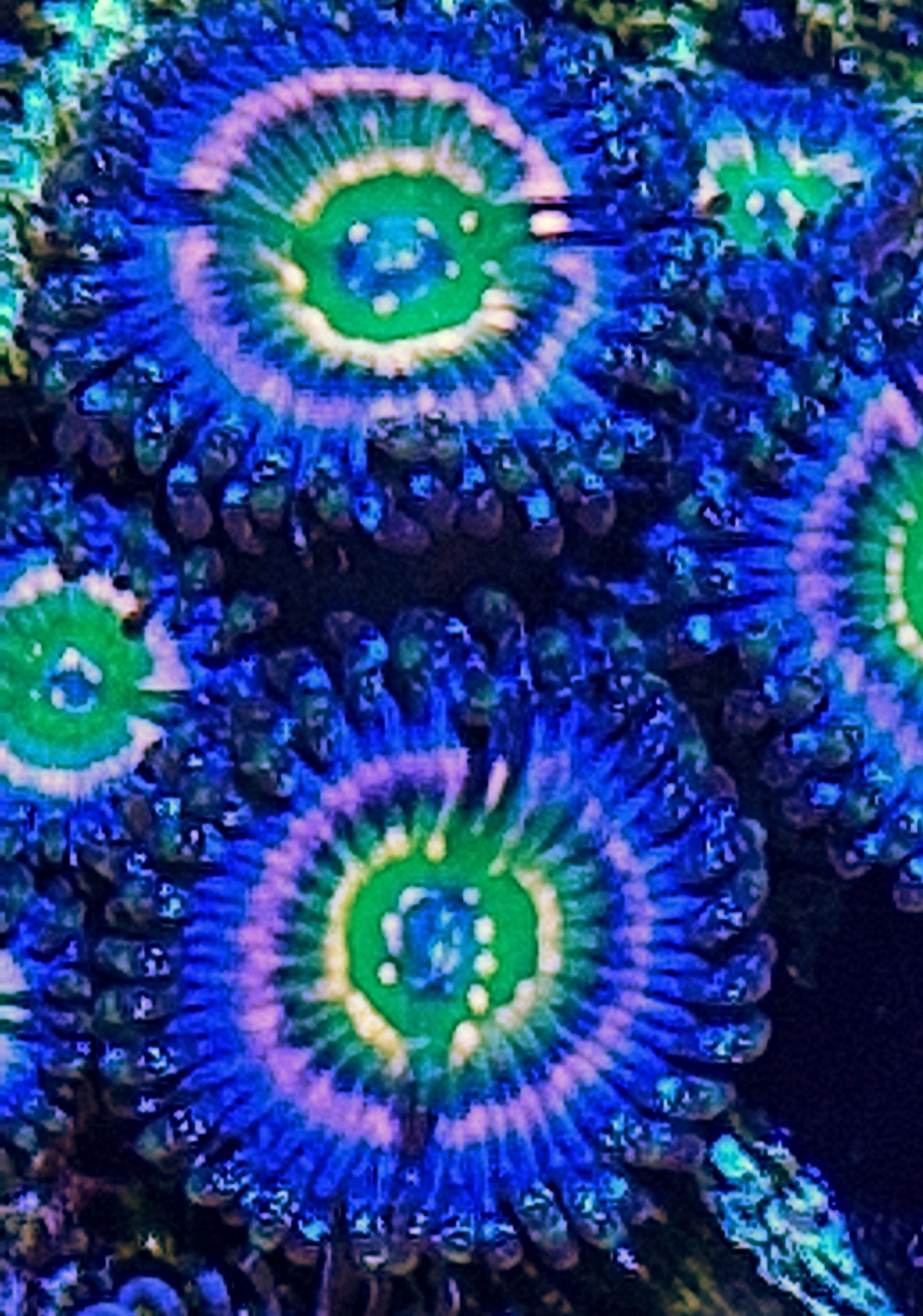 Zoanthids ("ARC Woodstock")