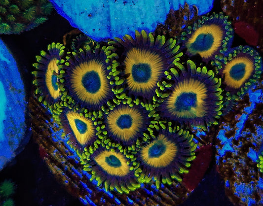 Zoanthids ("Scrambled eggs")