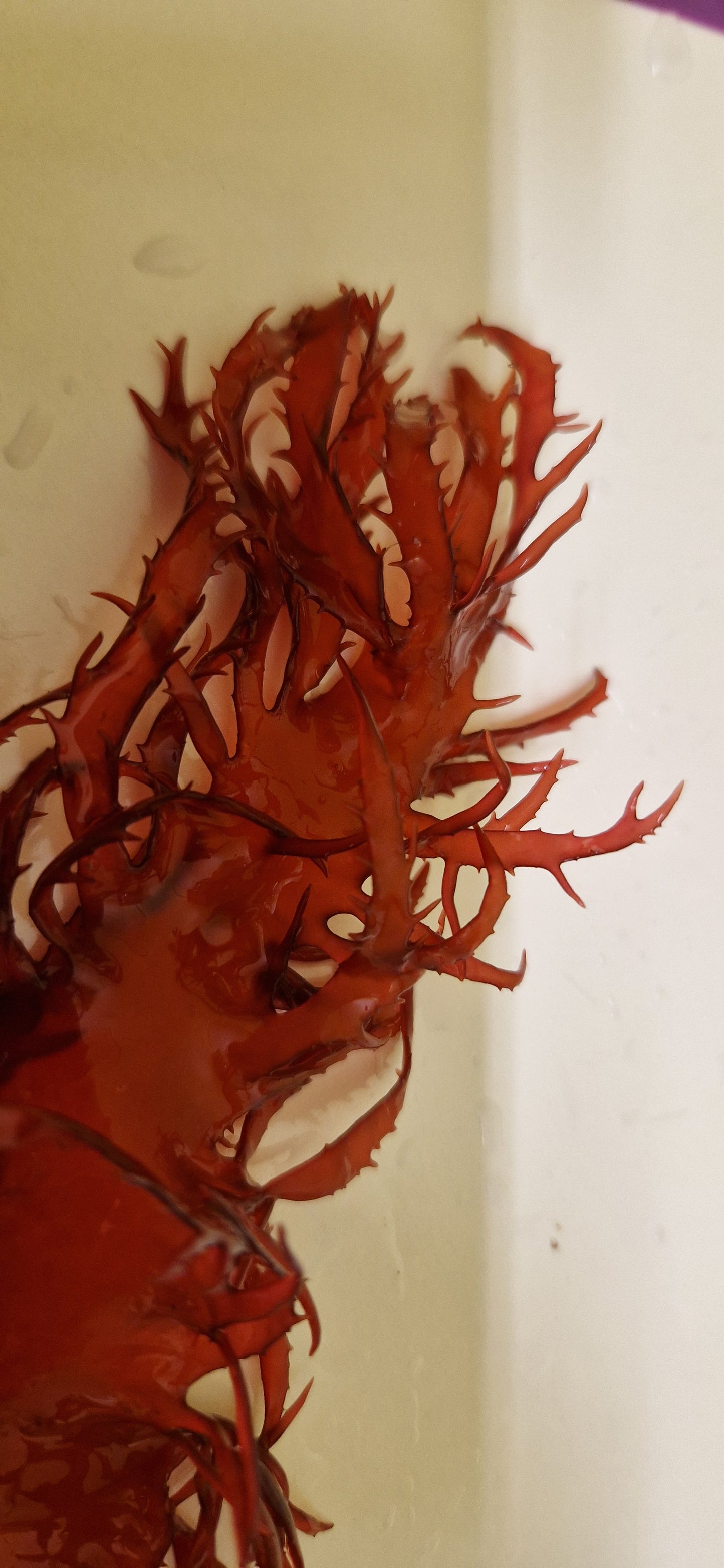 Macro algae : Halymenia durvillei