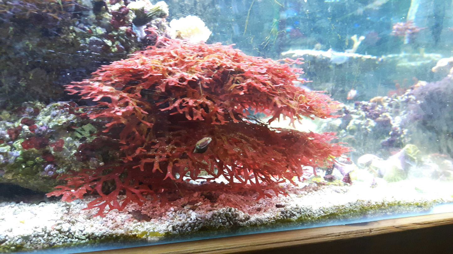 Macro algae : Gracilaria mammarillis
