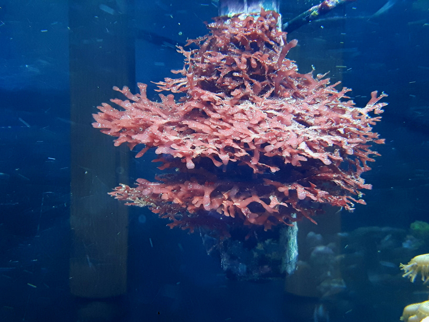 Macro algae : Gracilaria mammarillis