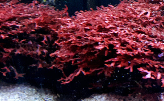 Macro algae : Gracilaria mammarillis