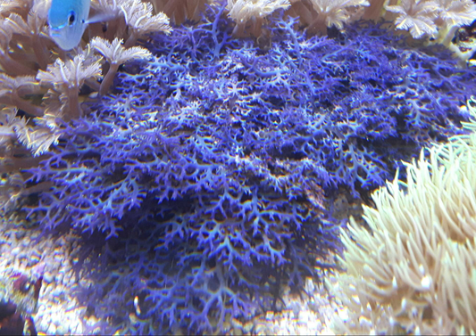 Macro algae : Hypnea pannosa