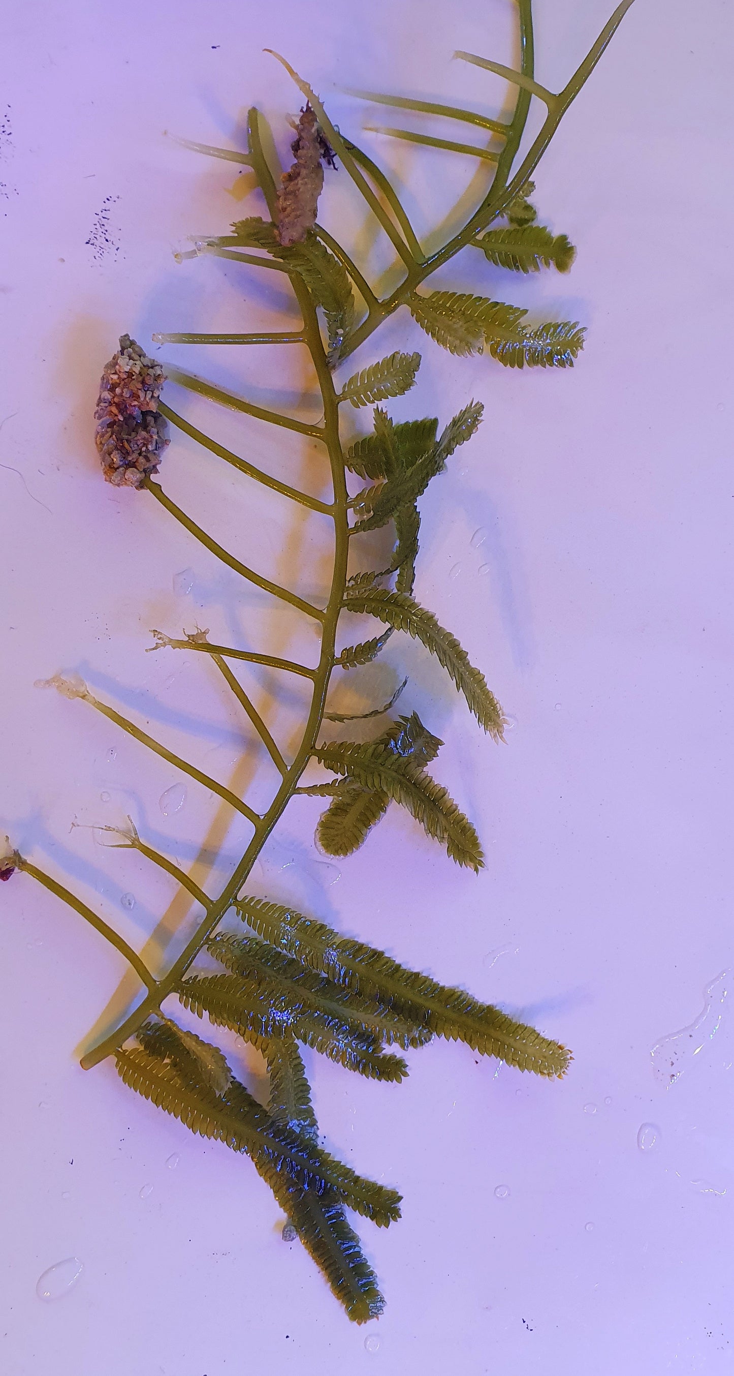 Macro algae : Caulerpa taxifolia