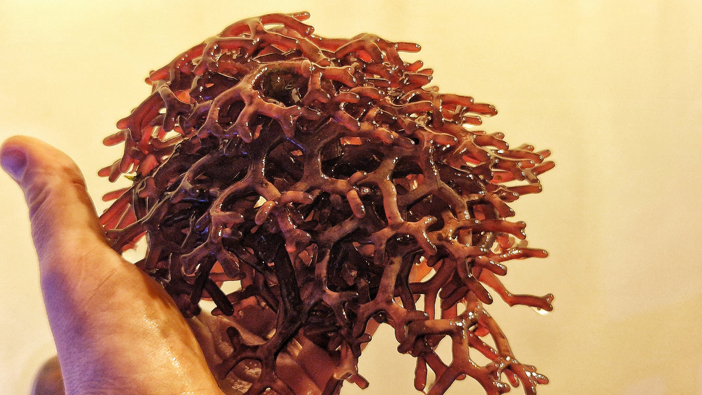 Macro algae : Rhodopeltis spp