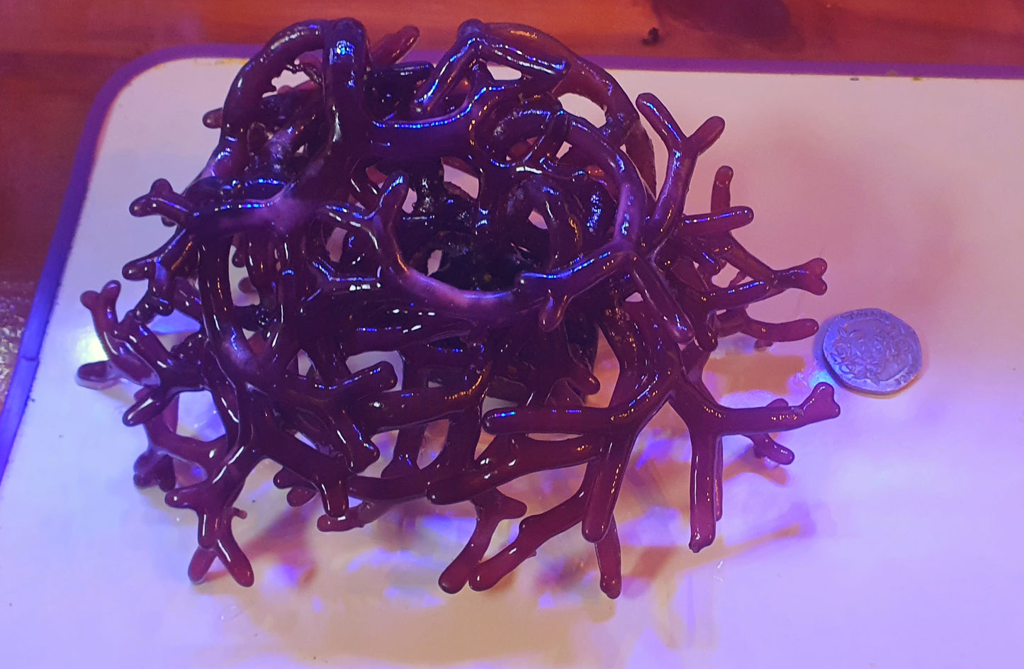 Macro algae : Rhodopeltis spp