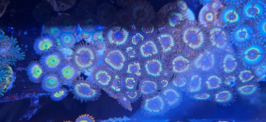 Zoanthid ("Vampire slayer")