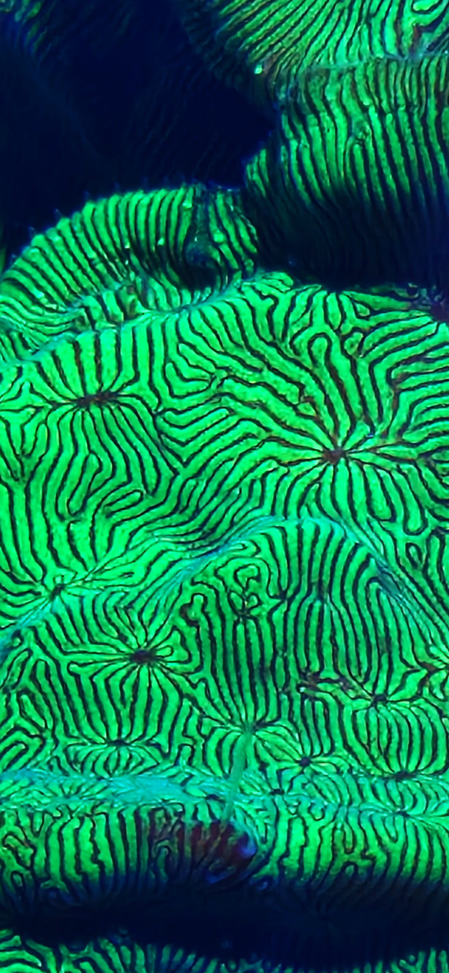 Leptoseris ("Oilslick")