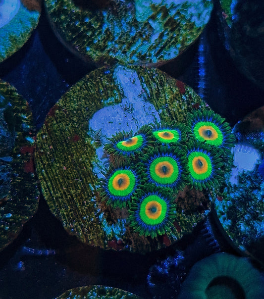 Zoanthid ("Rasta")