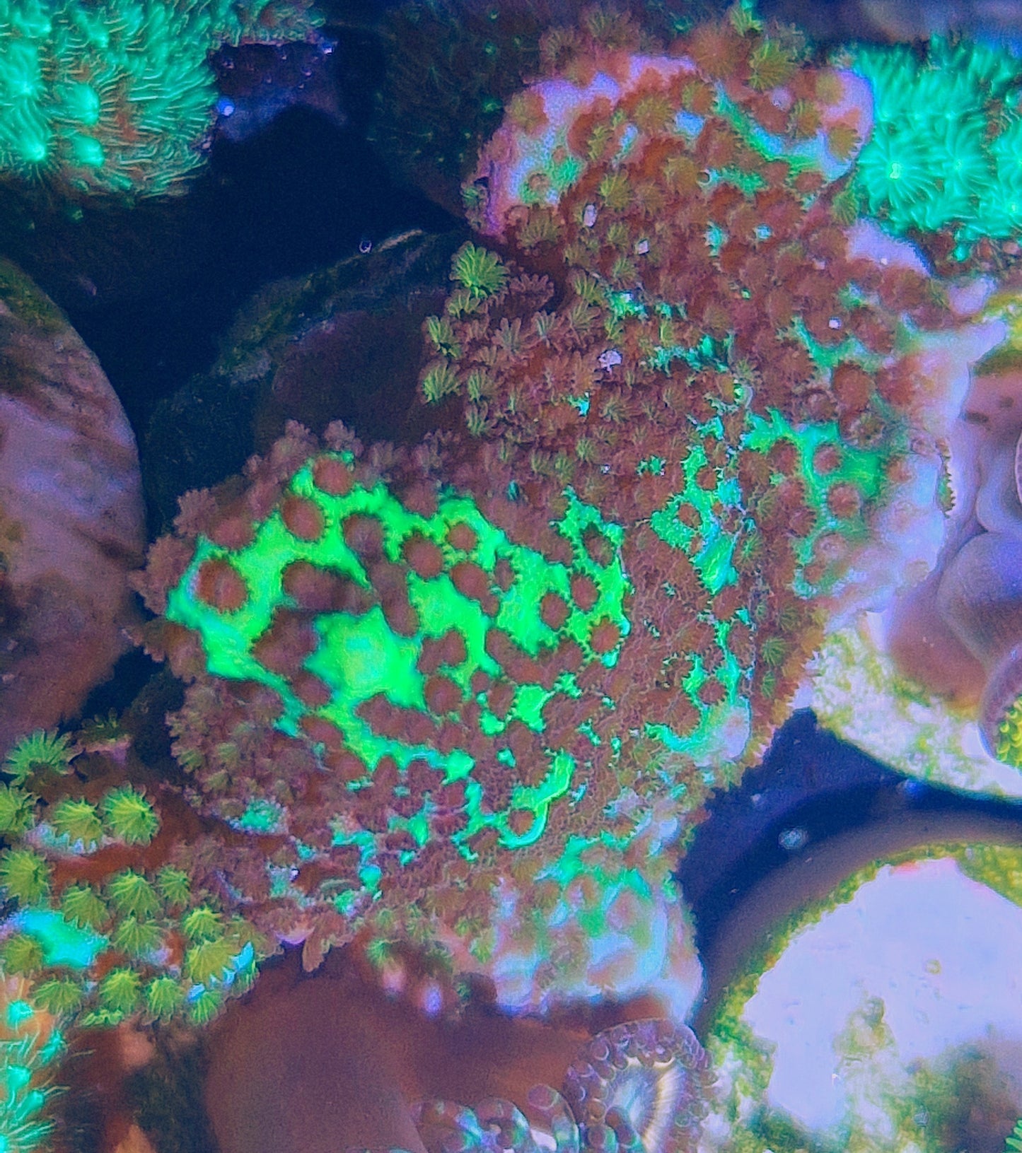 Montipora spongodes