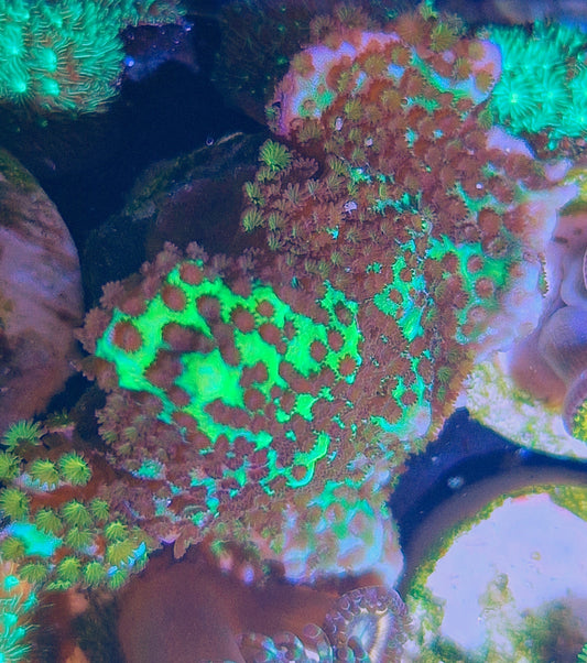Montipora spongodes