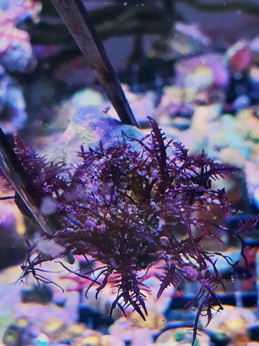 Macro algae : Geledium corneum