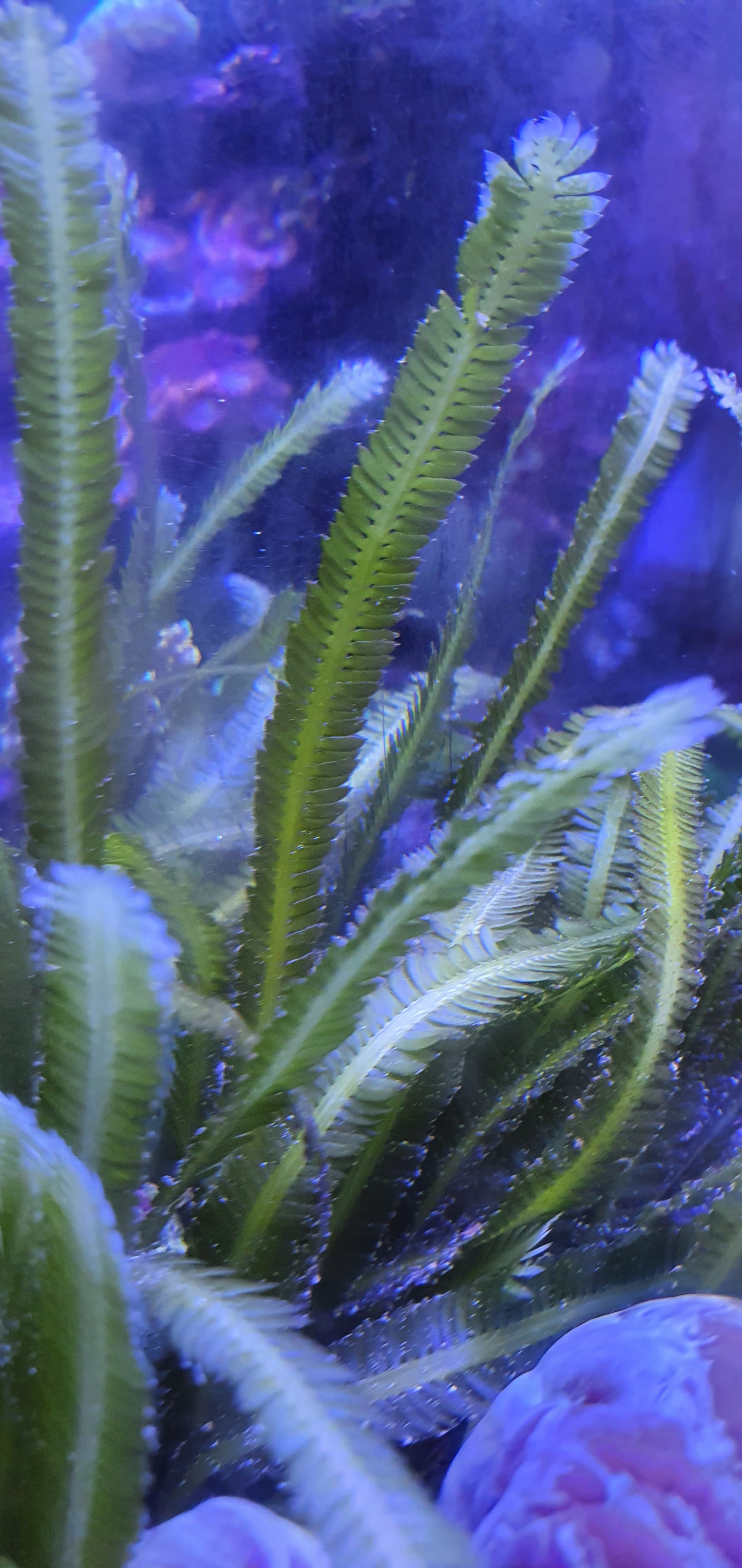 Macro algae : Caulerpa taxifolia