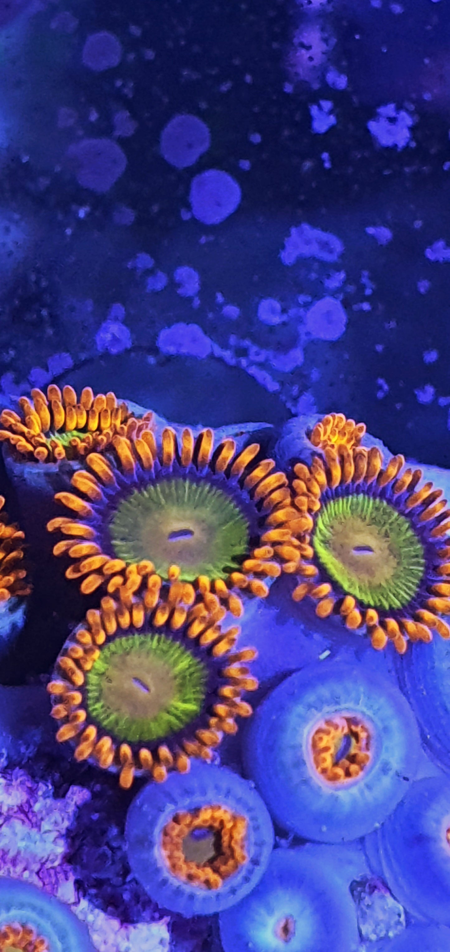 Zoanthids ("Mandabams")