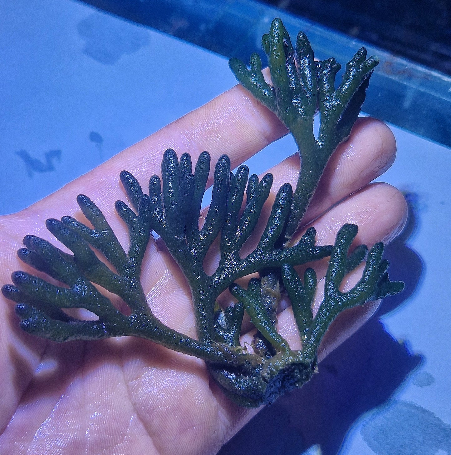Macro algae : Codium Fragile ("velvet horn")