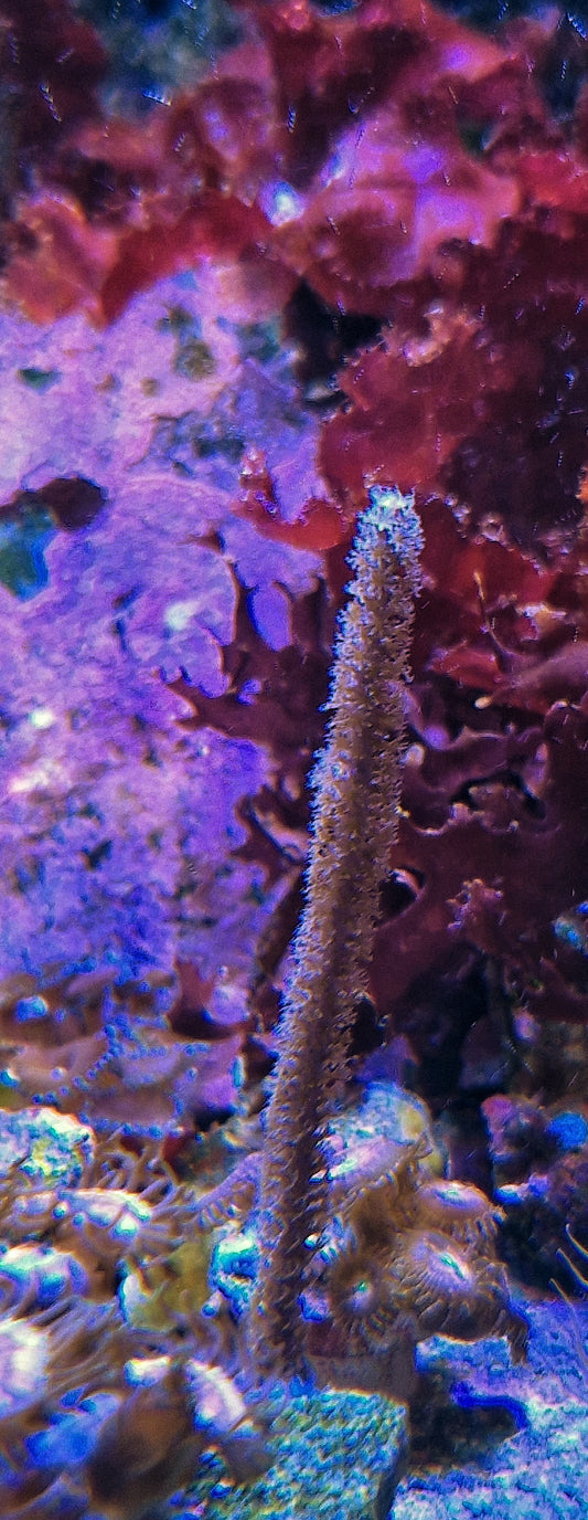 Gorgonian ("Bottlebrush")