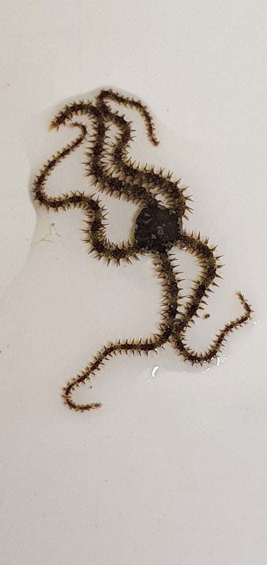 Micro Brittlestars - Ophiocoma pumila (Banded brittlestar)