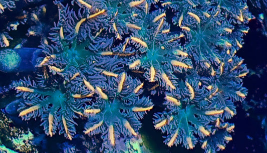 Clove polyps ("Gold lash")