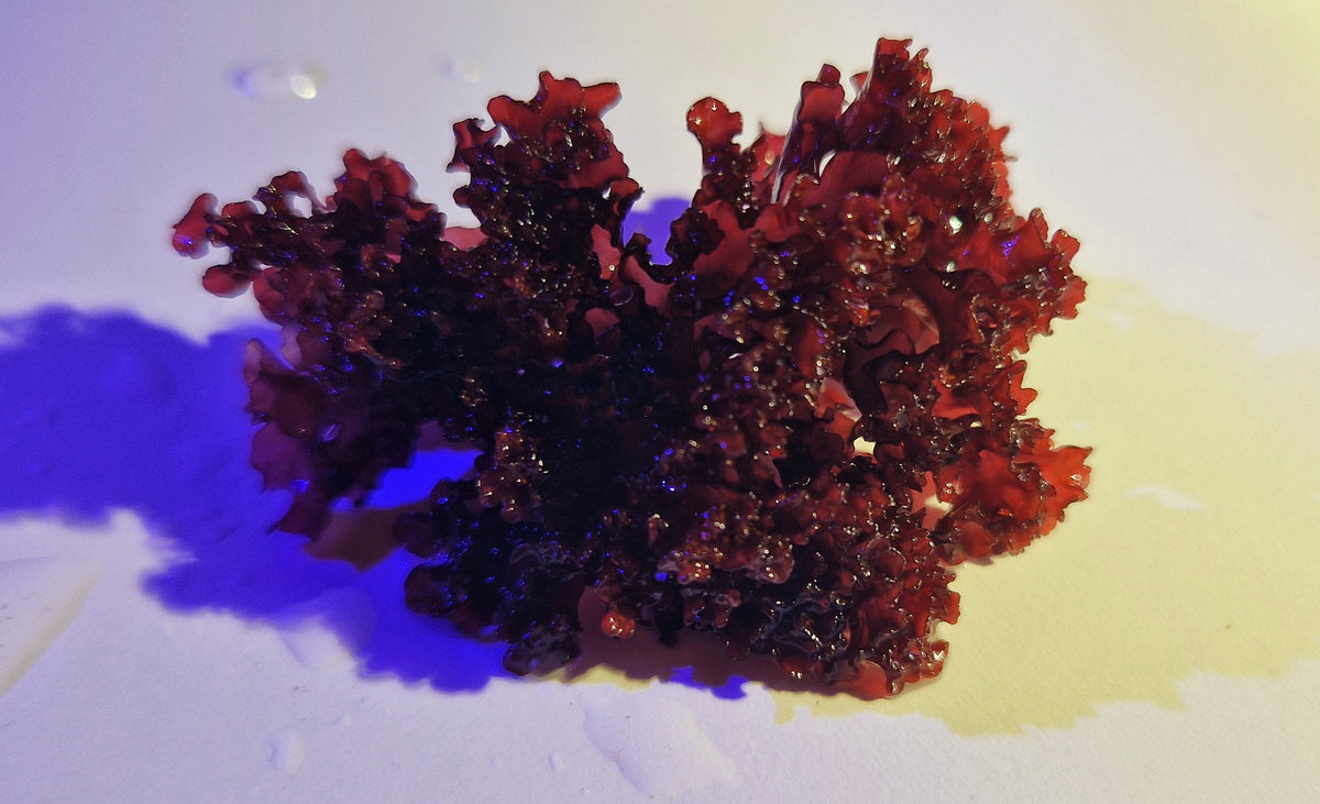 Halymenia stipitata ("Acid rain Halymenia" "Atomic broccoli")
