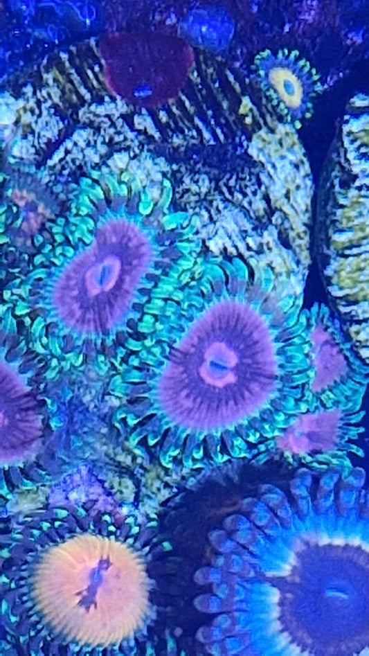 Zoanthid ("Fake lime chilli")